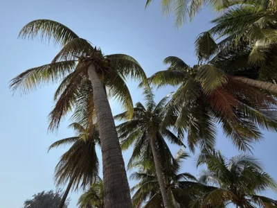 palm_tree_ban_krut_thailand