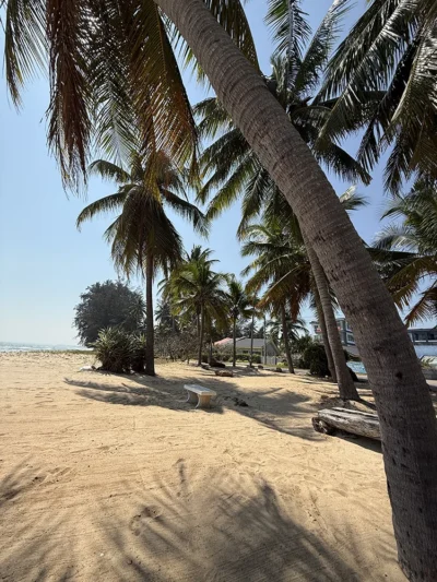 palm_trees_ban_krut_thailand